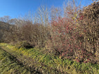 TERRENO AGRICOLO IN VENDITA A SANT’AMBROGIO DI TORINO DI CIRCA 2.000 MQ